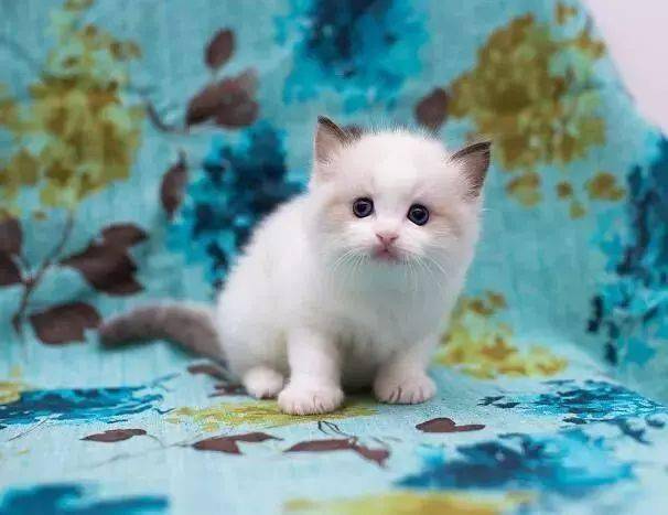 注意事项,生猫仔