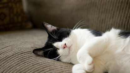 猫打疫苗后注意事项