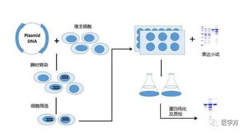 碱法提取质粒的注意事项,质粒大提注意事项,质粒提取的注意事项