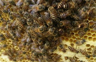 蜜蜂,注意事项