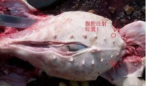 家兔腹腔注射注意事项