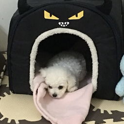 小狗细小和冠状同时感染,小狗得了细小和冠状能好吗,两个月的小狗细小和冠状能治好吗