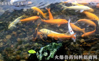 家里养鲫鱼注意事项,鱼缸养红鲫鱼注意事项,钓鲫鱼注意事项