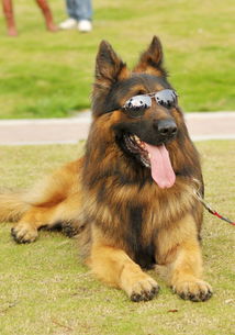 选德国牧羊犬注意事项