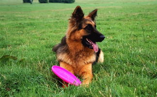 注意事项,饮食,德牧