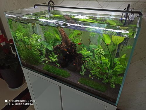 海缸养鱼注意事项
