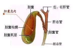 胆囊息肉手术前准备注意事项