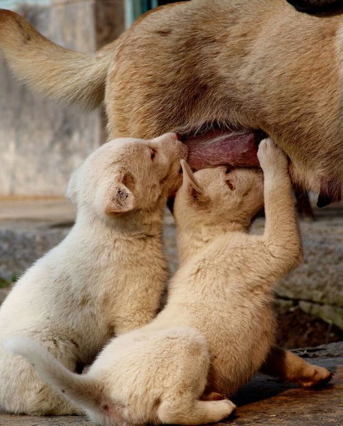 狗狗做了绝育注意事项