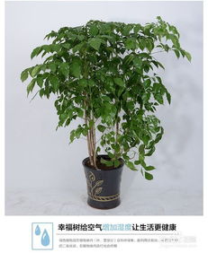 盆栽平安树的养殖方法和注意事项
