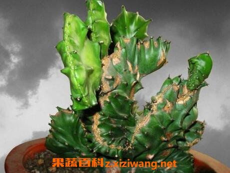 麒麟,繁殖,注意事项,方法