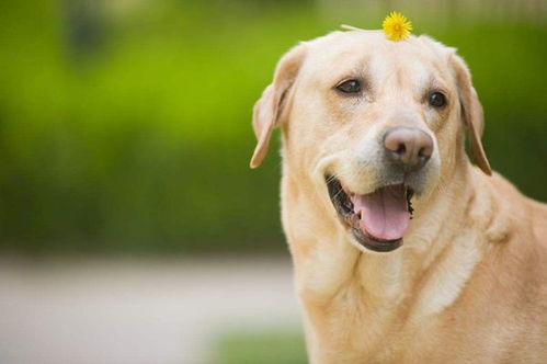 幼犬吃犬心保注意事项