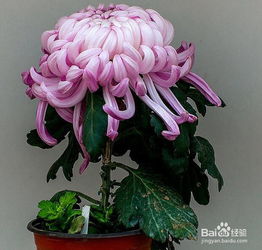 富贵菊的养殖方法和注意事项盆栽,富贵椰子的养殖方法和注意事项,富贵椰子树的养殖方法和注意事项