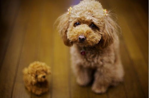 饲养泰迪犬注意事项