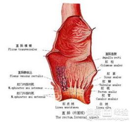 直肠,注意事项