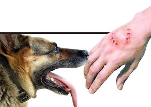 狗狗打狂犬疫苗注意事项有哪些,成年狗狗打狂犬疫苗注意事项,狗狗打狂犬疫苗之前注意事项