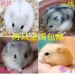仓鼠群养注意事项