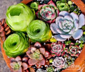 多肉花种子怎么种植方法和注意事项