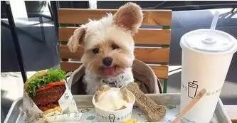 狗狗老了注意事项