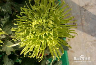 富贵菊的养殖方法和注意事项