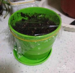 薄荷,种植,注意事项,种子