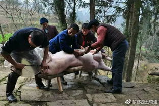 东北杀猪需要注意事项