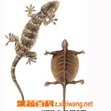 蛤蚧,食用,注意事项