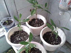 的花,注意事项,刚换土