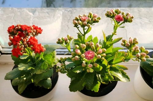 做标花的注意事项