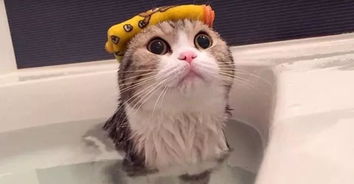 给猫咪洗澡注意事项,猫咪第一次洗澡注意事项,猫咪怀孕洗澡注意事项