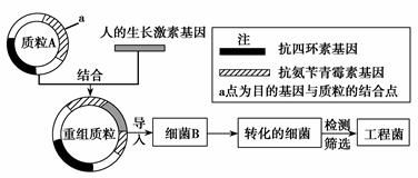 细菌重组质粒的转化注意事项