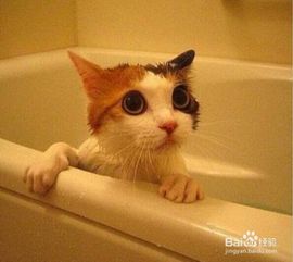 猫咪夏天洗澡注意事项