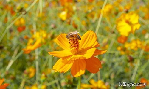 蜜蜂秋繁注意事项