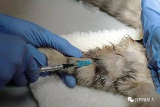 猫做绝育手术注意事项