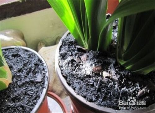 仙人棍的养殖方法和注意事项