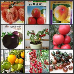 番茄苗移栽需要注意事项