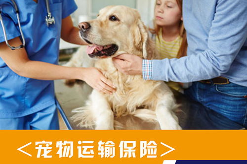 狗狗托运前注意事项