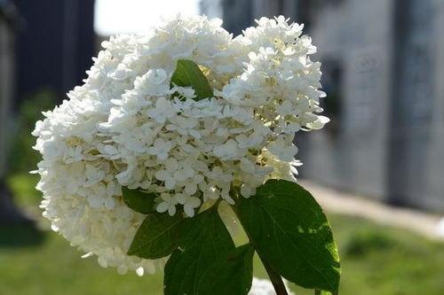 丁香花的养殖方法和注意事项,白色丁香花的养殖方法和注意事项,丁香花树的养殖方法和注意事项