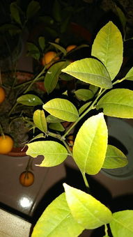 树苗,芒果,移植,注意事项