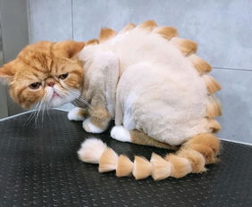 猫咪剃毛后注意事项