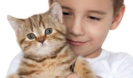 家有小孩养猫有什么注意事项,初学者养猫注意事项,养猫常识及注意事项