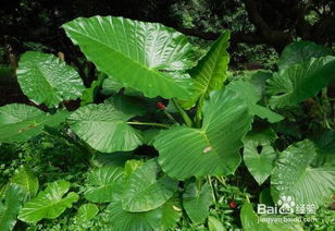 水光种植后注意事项