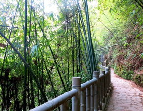 游玩,注意事项,山竹