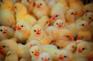 家庭孵化小鸡的注意事项,母鸡孵化小鸡的方法和注意事项,孵化箱孵小鸡注意事项