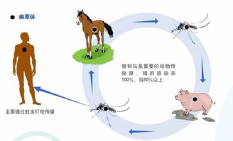 乙脑病毒培养注意事项