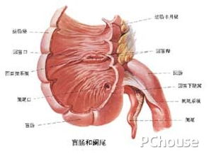 阑尾炎开刀注意事项开好以后要注意什么,阑尾炎开刀后注意事项,阑尾炎开刀前注意事项
