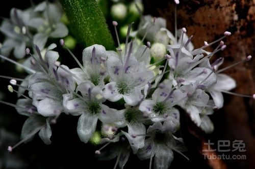 薄荷花怎么养殖方法和注意事项