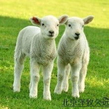公羊去势手术注意事项,公猫去势注意事项,去势术注意事项