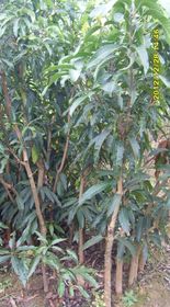 芒果树苗的移植的注意事项