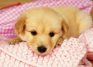 要注意,幼犬,事项
