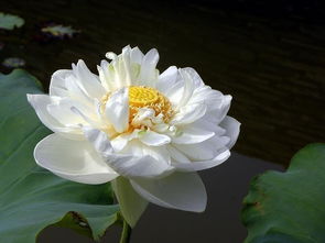 养殖,注意事项,方法